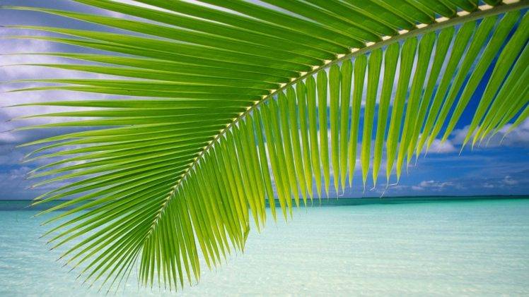landscape, Palm Trees, Beach HD Wallpaper Desktop Background