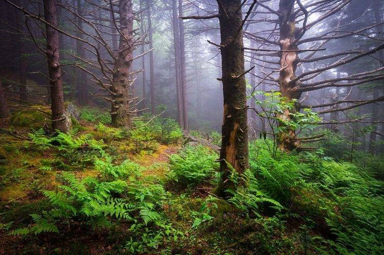 nature, Landscape, Mist, Forest, Ferns, Morning, Daylight, Trees HD Wallpaper Desktop Background
