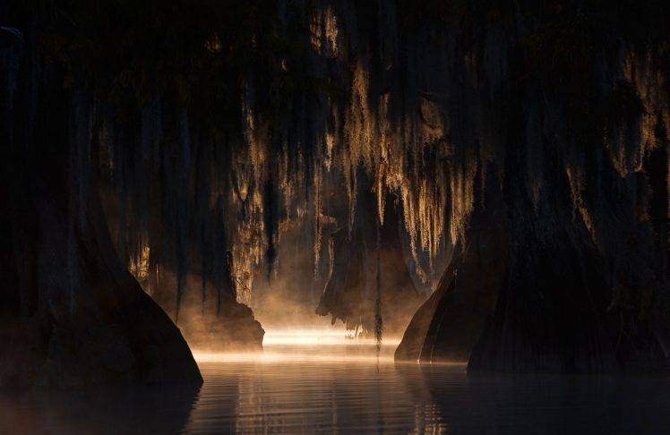 nature, Landscape, Swamp, Trees, Mist, Sunlight, Morning, Dark, Calm HD Wallpaper Desktop Background