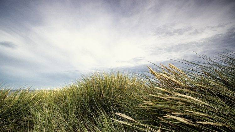 nature, Landscape, Clouds, Grass, Long Exposure, Horizon, Plants HD Wallpaper Desktop Background