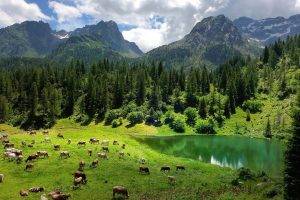 nature, Landscape, Trees, Forest, Alps, Italy, Water, Lake, Animals, Cows, Pine Trees, Mountains, Clouds, Grass, Reflection, Field