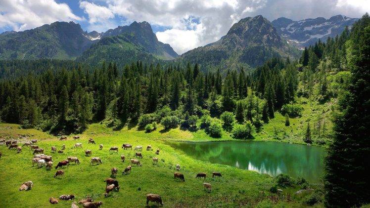 nature, Landscape, Trees, Forest, Alps, Italy, Water, Lake, Animals, Cows, Pine Trees, Mountains, Clouds, Grass, Reflection, Field HD Wallpaper Desktop Background