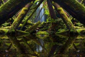 landscape, Nature, Photography, Mirrored, Moss, Trees, Ferns, Green, Rainforest, Reflection, Australia