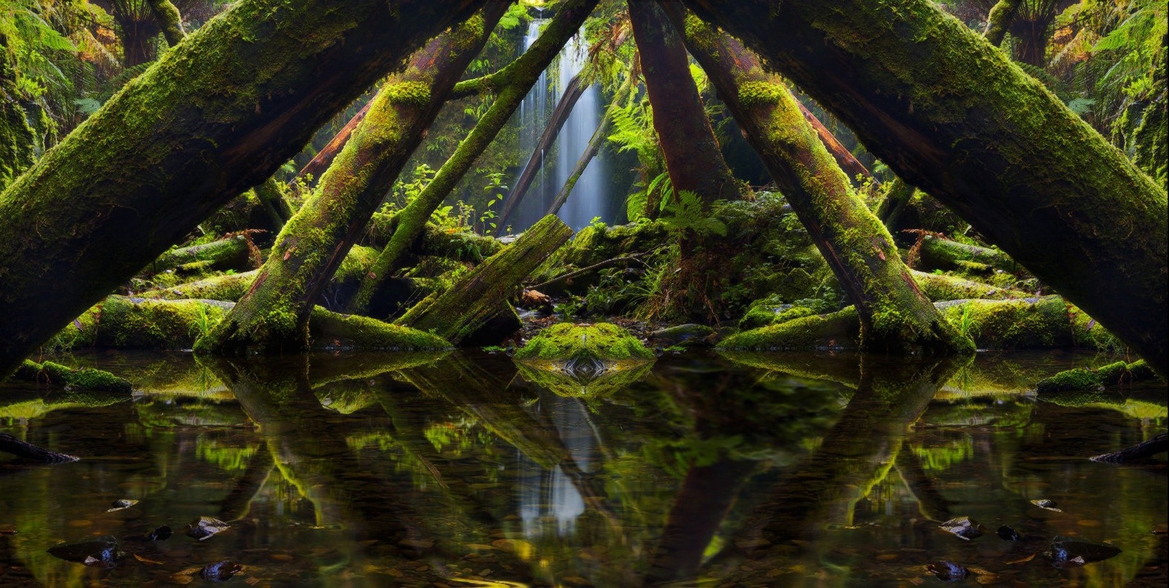 landscape, Nature, Photography, Mirrored, Moss, Trees, Ferns, Green