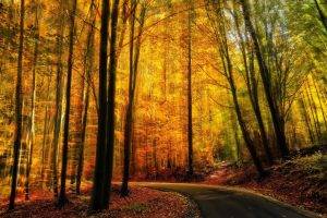 nature, Landscape, Fall, Forest, Road, Path, Yellow, Trees, Sunlight