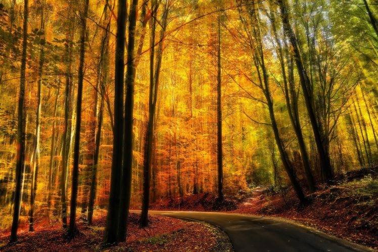 nature, Landscape, Fall, Forest, Road, Path, Yellow, Trees, Sunlight HD Wallpaper Desktop Background