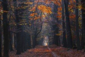 landscape, Nature, Photography, Path, Forest, Fall, Leaves, Sunlight, Trees