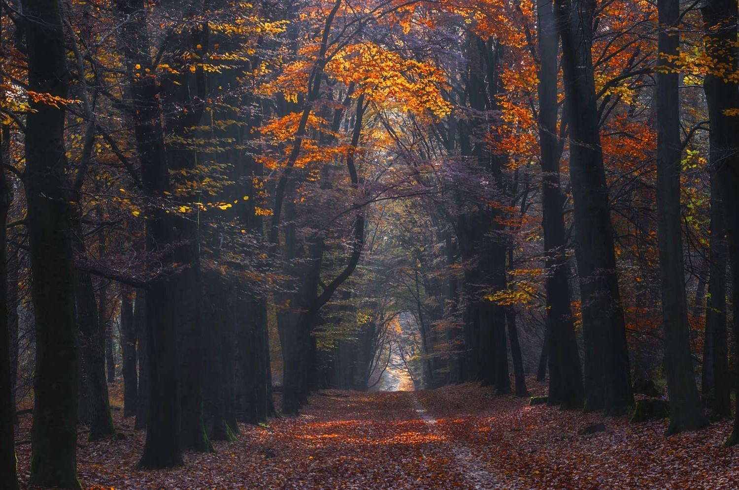 landscape, Nature, Photography, Path, Forest, Fall, Leaves, Sunlight, Trees Wallpaper