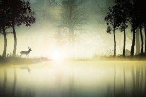 digital Art, Fantasy Art, Animals, Deer, Nature, Landscape, Trees, Water, Mist, Silhouette, Reflection