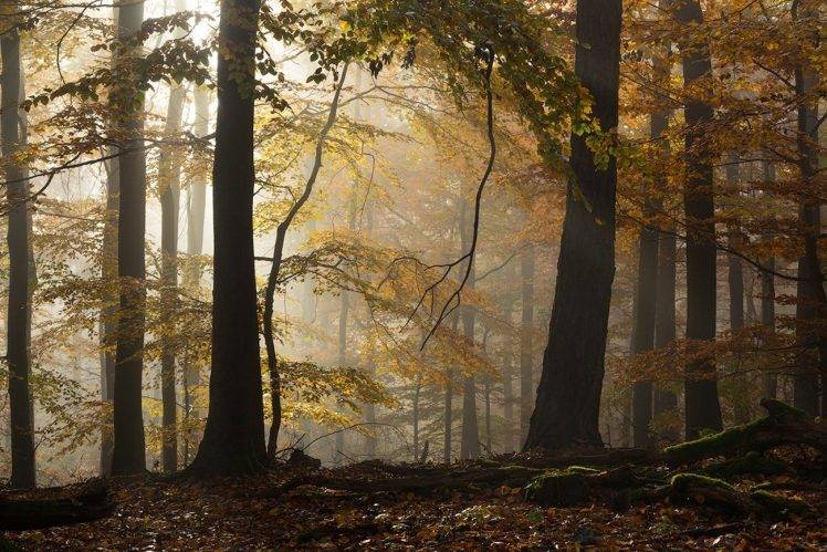 landscape, Forest, Sunlight, Fall, Atmosphere, Morning, Beech, Trees, Yellow, Leaves, Germany HD Wallpaper Desktop Background