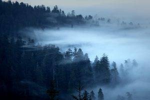 nature, Landscape, Trees, Forest, Pine Trees, Morning, Mist