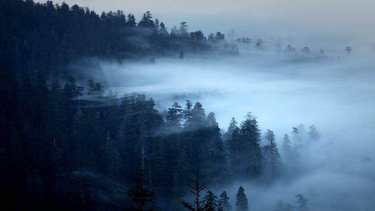 nature, Landscape, Trees, Forest, Pine Trees, Morning, Mist HD Wallpaper Desktop Background