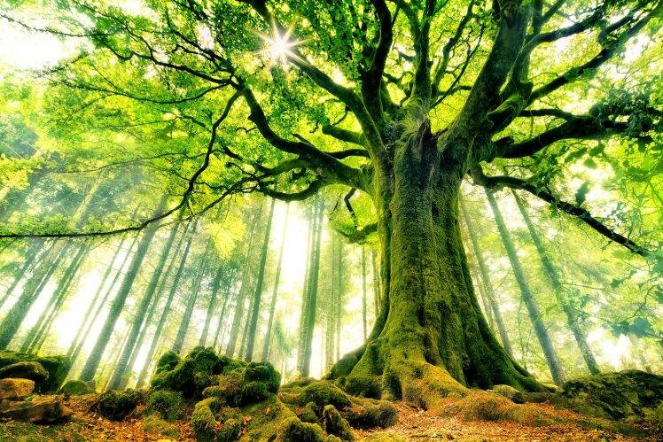 nature, Landscape, Trees, Forest, Sun, Sun Rays, Moss, Branch, Leaves HD Wallpaper Desktop Background