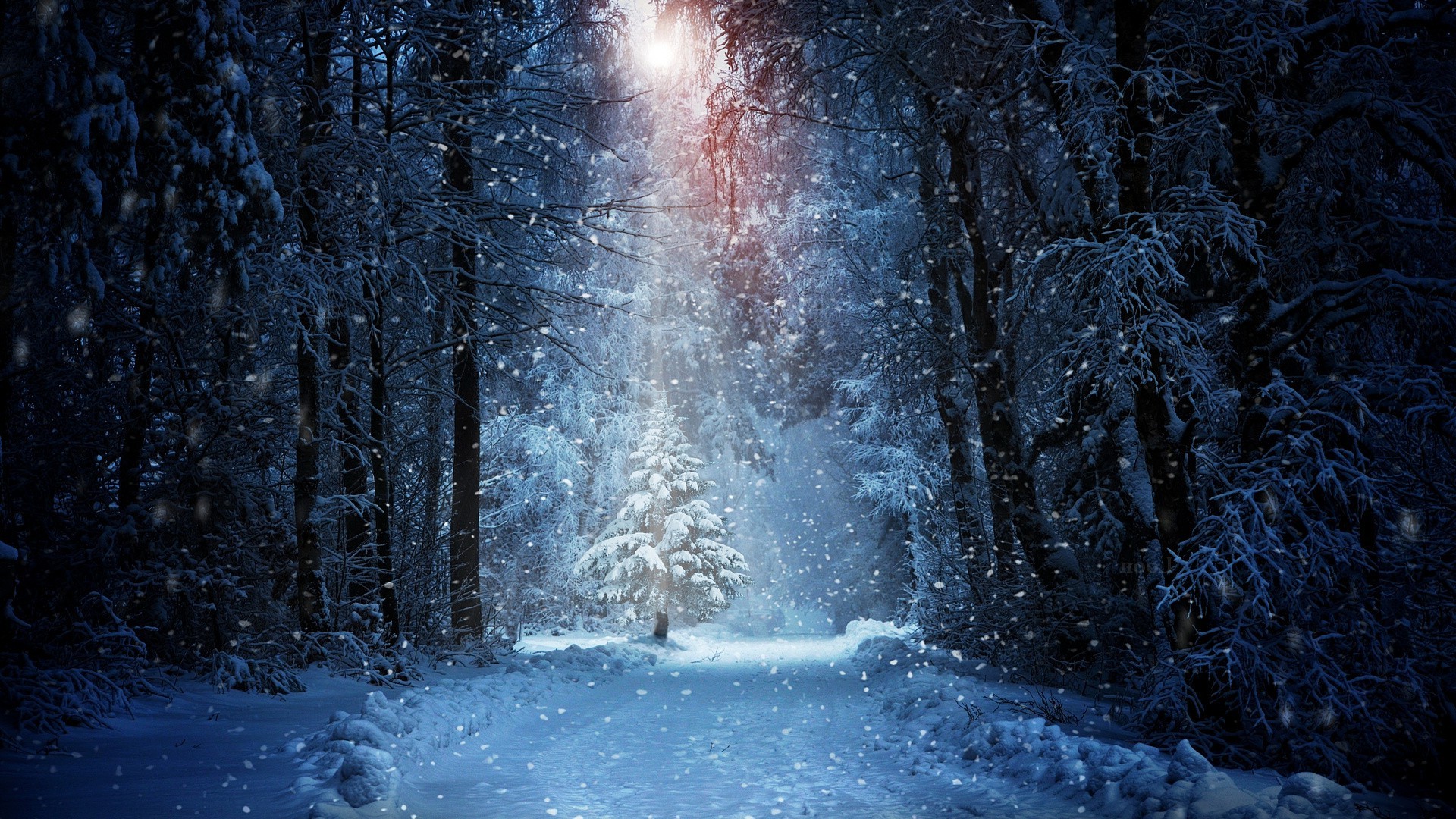 forest, Winter, Snow, Landscape, Sunlight Wallpaper