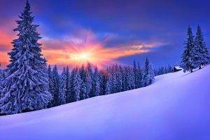 forest, Winter, Snow, Landscape, Pine Trees