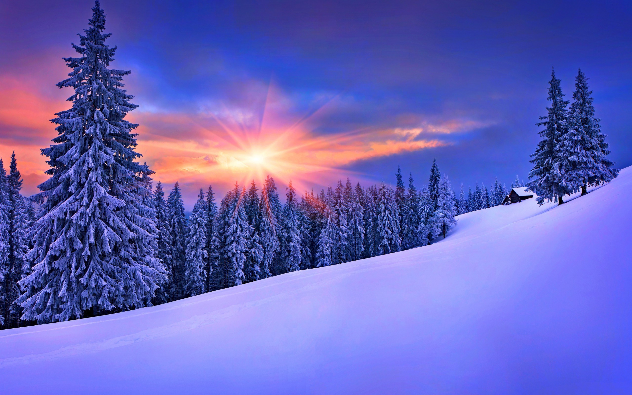 forest, Winter, Snow, Landscape, Pine Trees Wallpaper