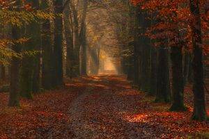 nature, Landscape, Photography, Forest, Path, Red, Leaves, Fall, Trees, Sun Rays, Morning, Sunlight