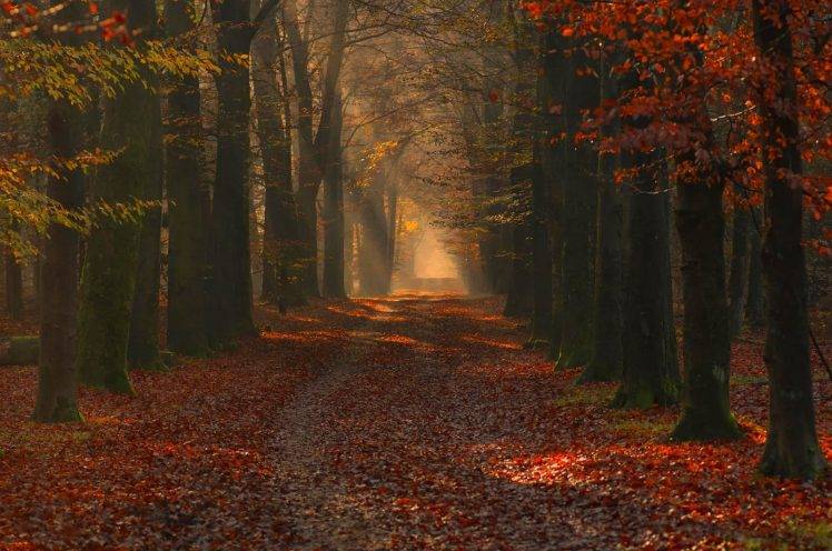 nature, Landscape, Photography, Forest, Path, Red, Leaves, Fall, Trees, Sun Rays, Morning, Sunlight HD Wallpaper Desktop Background
