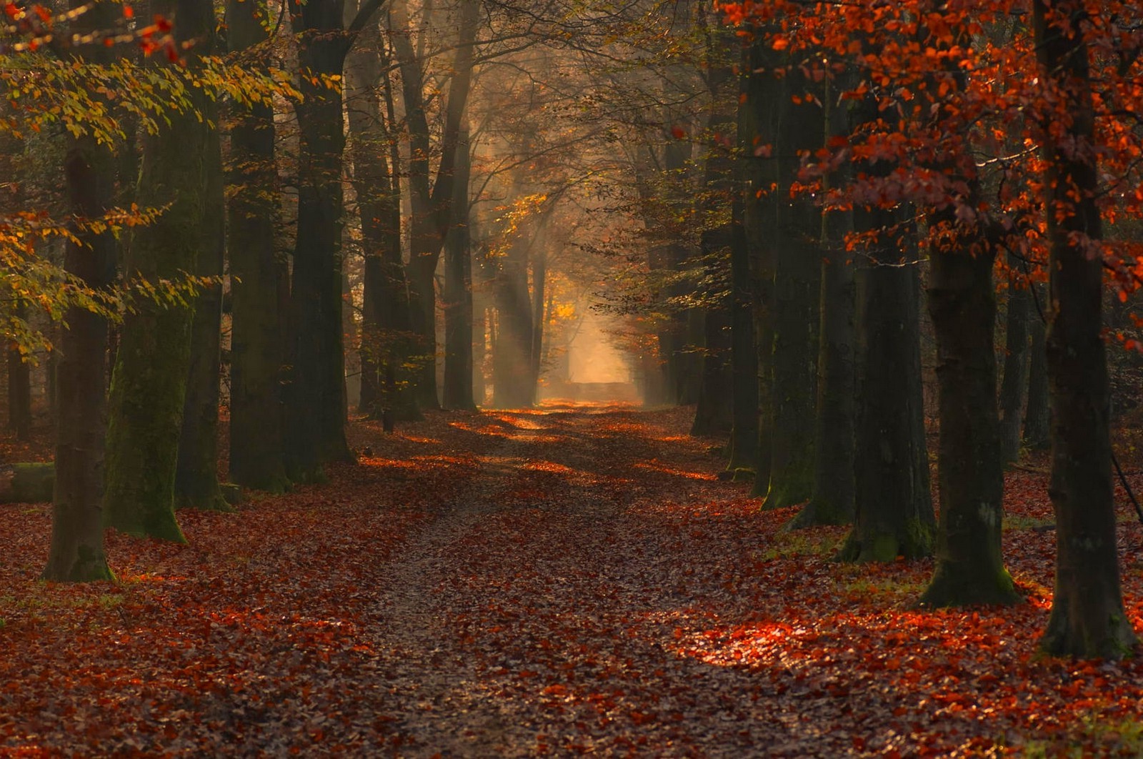 nature, Landscape, Photography, Forest, Path, Red, Leaves, Fall, Trees, Sun Rays, Morning, Sunlight Wallpaper