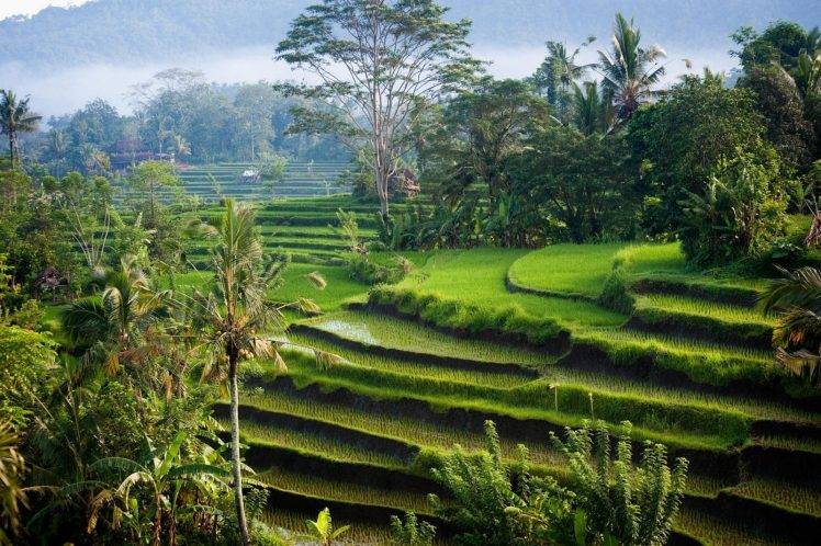 nature, Landscape, Photography, Morning, Sunlight, Rice Paddy, Palm Trees, Shrubs, Hills, Green, Bali, Indonesia, Terraced Field HD Wallpaper Desktop Background