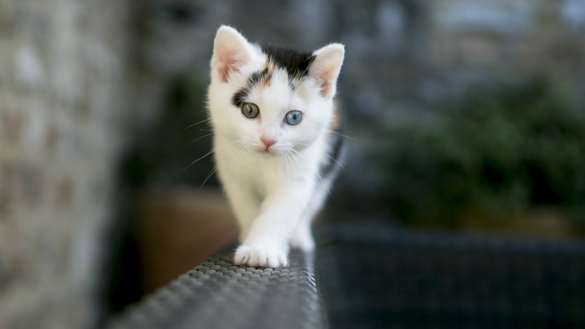 nature, Cat, Heterochromia, Kittens Wallpaper