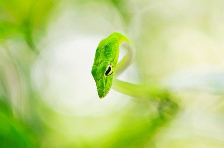 nature, Snake HD Wallpaper Desktop Background