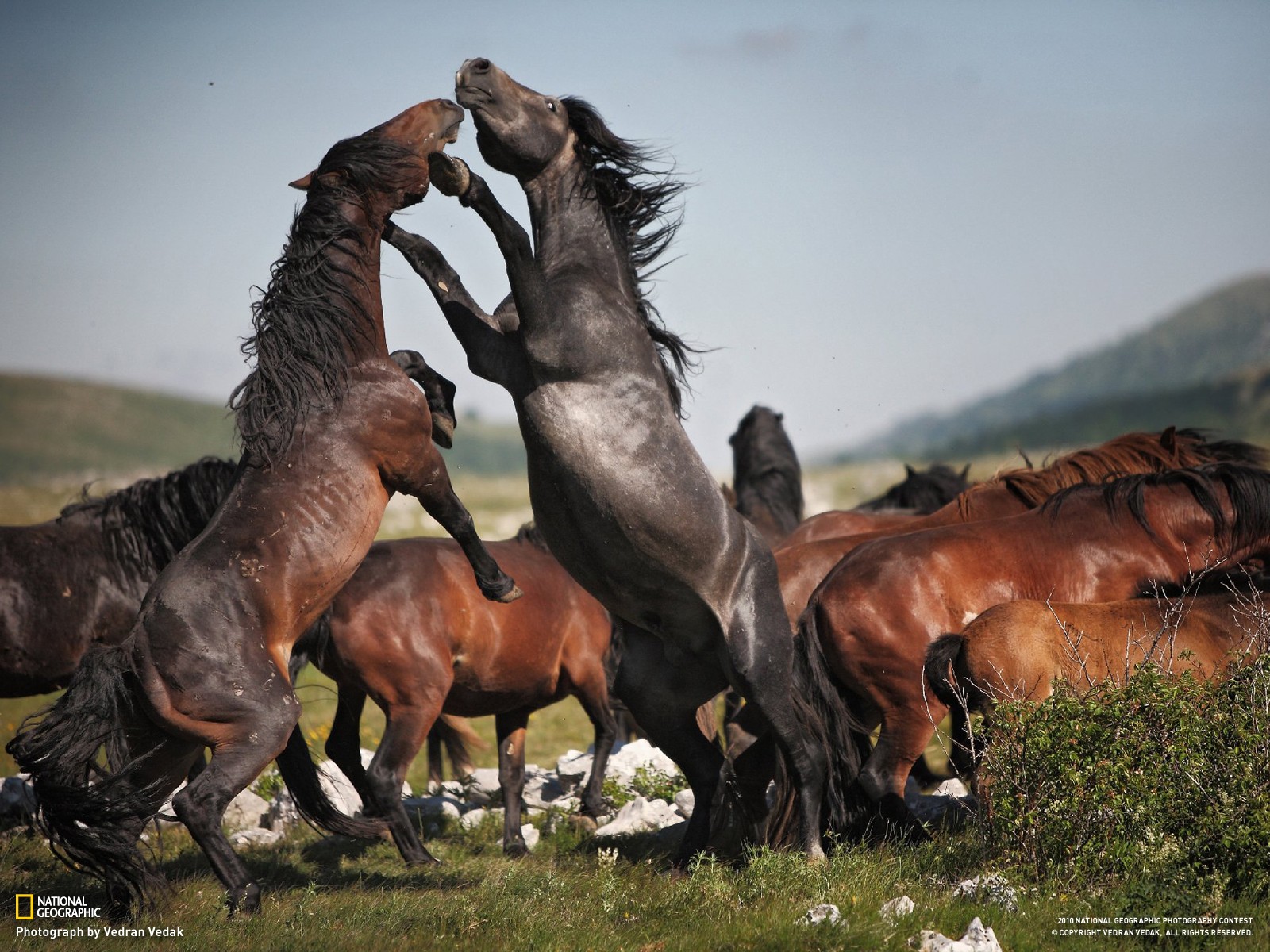 horse, Nature Wallpaper