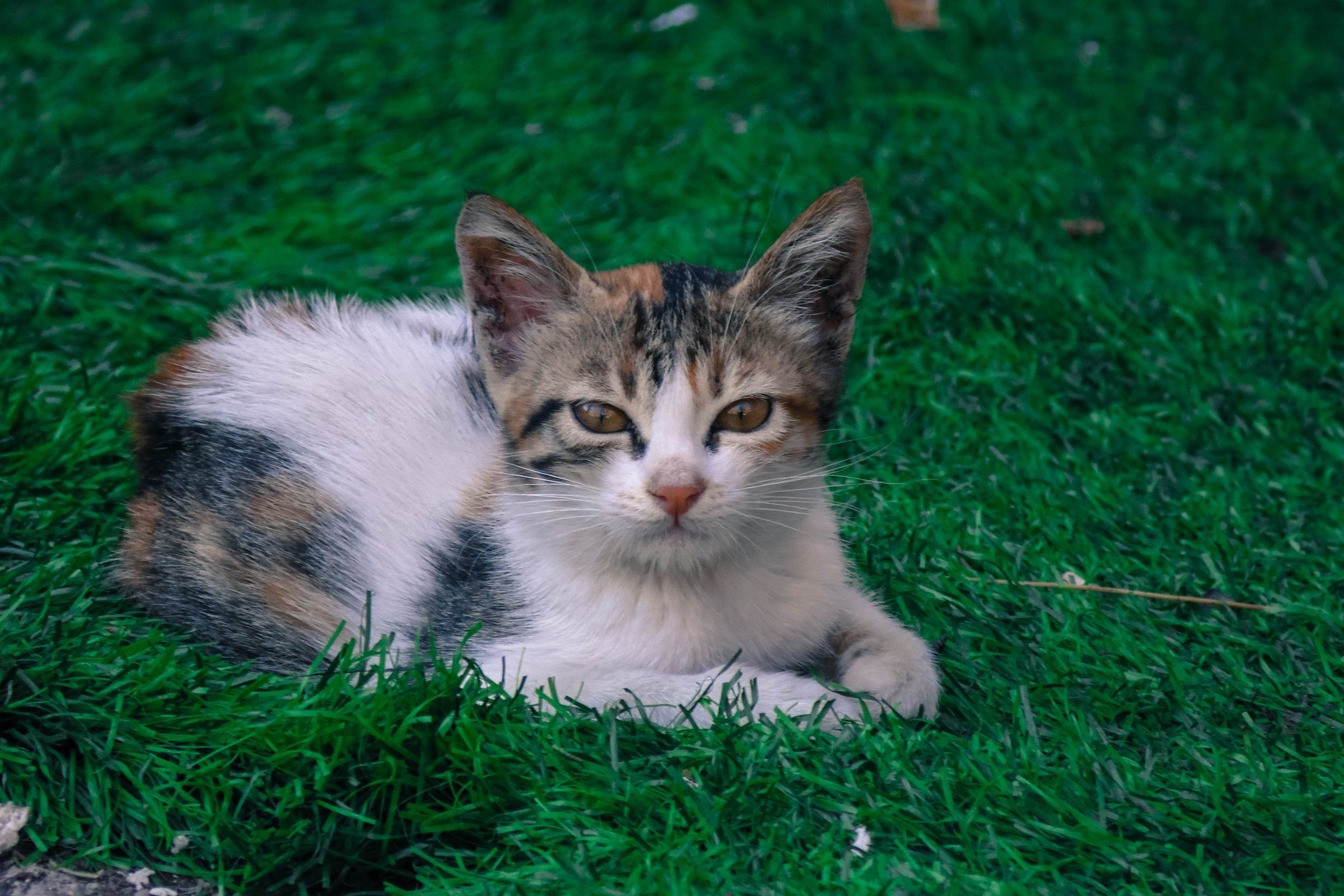 nature, Flowers Wallpaper