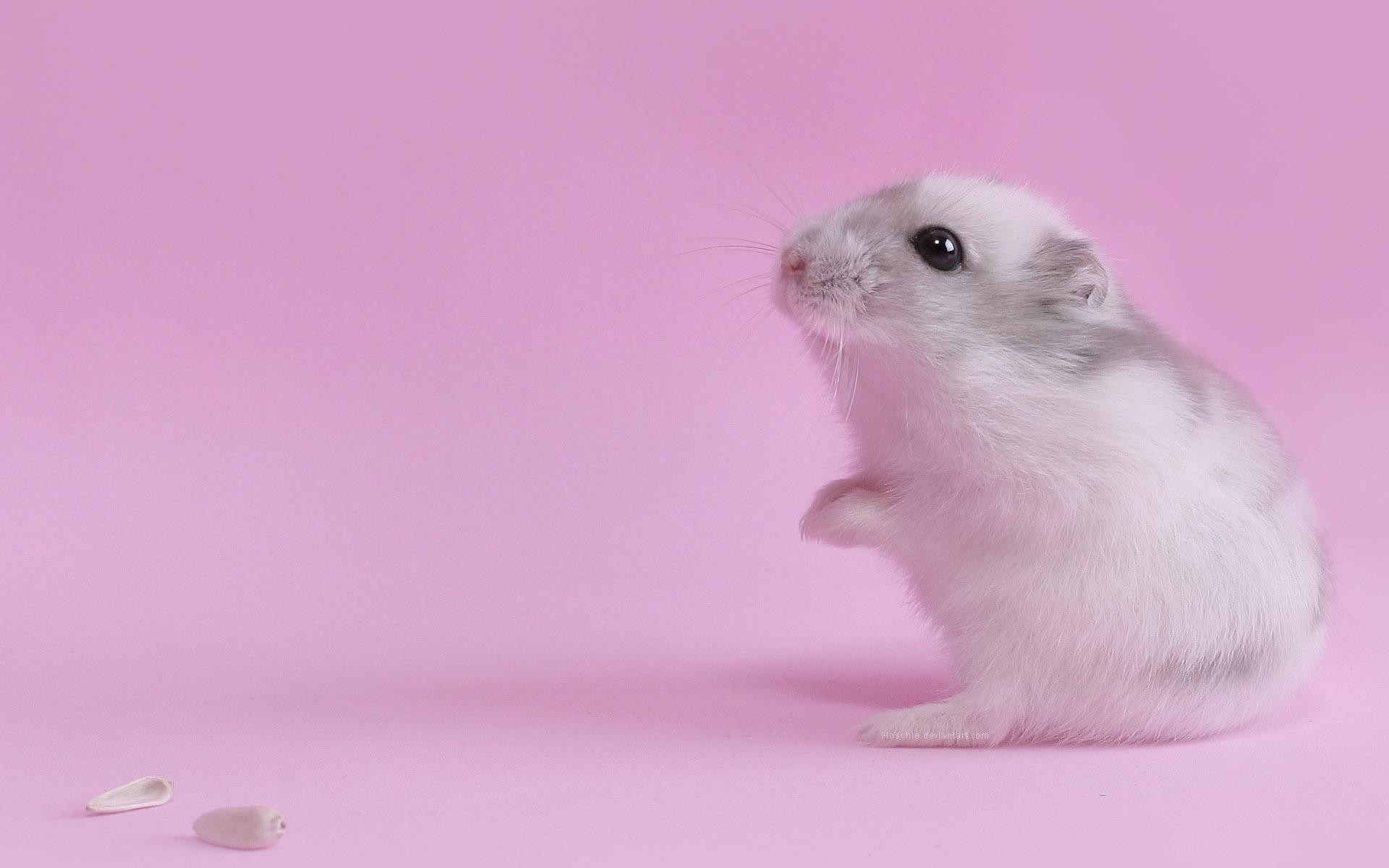 Pink, Animals Wallpapers Hd / Desktop And Mobile Backgrounds