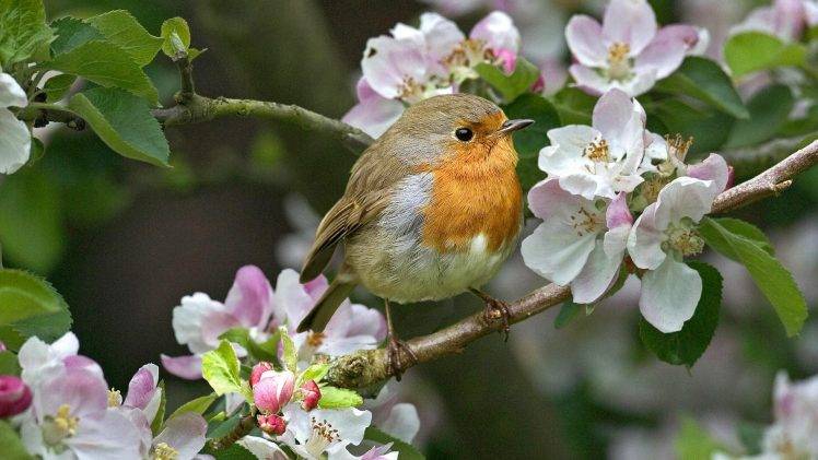 robins, Birds, Flowers, Twigs HD Wallpaper Desktop Background