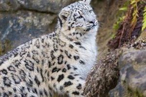 snow Leopards, Animals