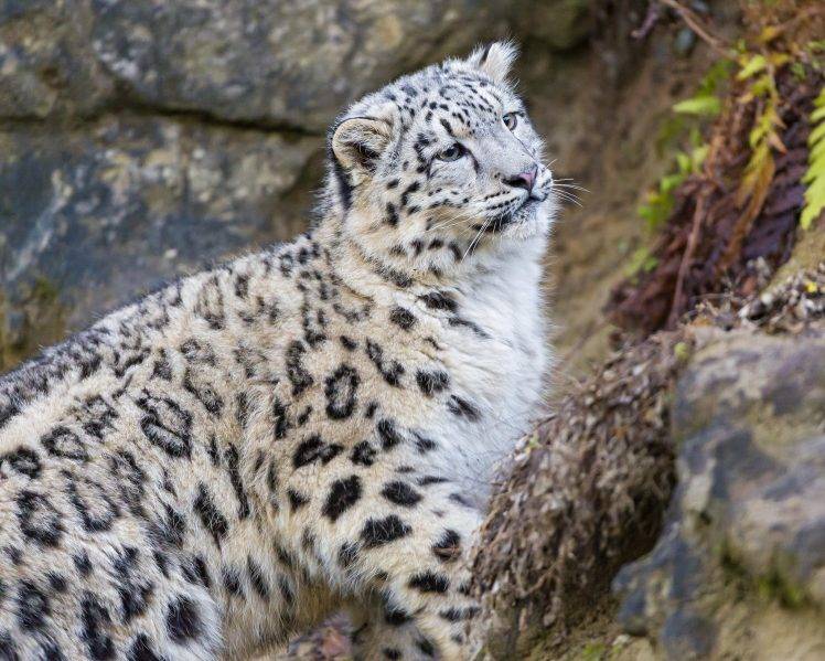 snow Leopards, Animals HD Wallpaper Desktop Background