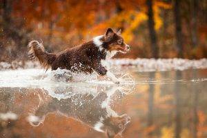 dog, Animals, Water, Running