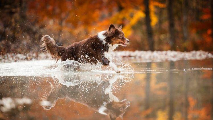 dog, Animals, Water, Running HD Wallpaper Desktop Background