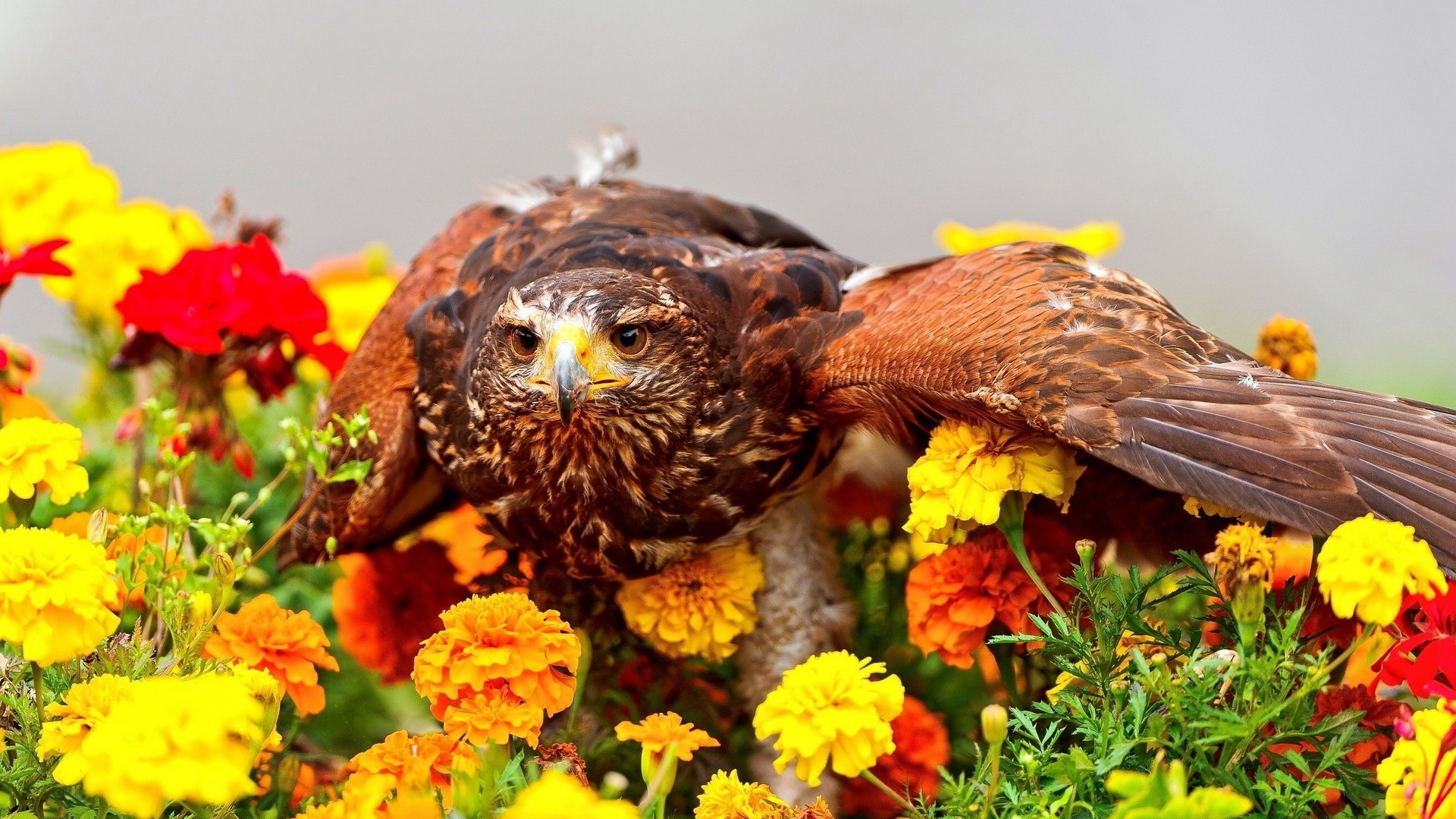 birds, Eagle, Marigolds, Flowers Wallpaper
