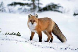 animals, Winter, Snow, Fox
