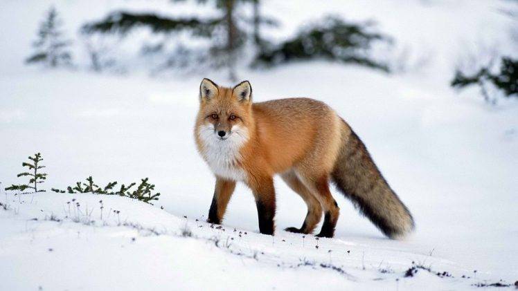 animals, Winter, Snow, Fox HD Wallpaper Desktop Background