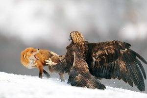 nature, Eagle, Fox, Snow, Fighting, Golden Eagles