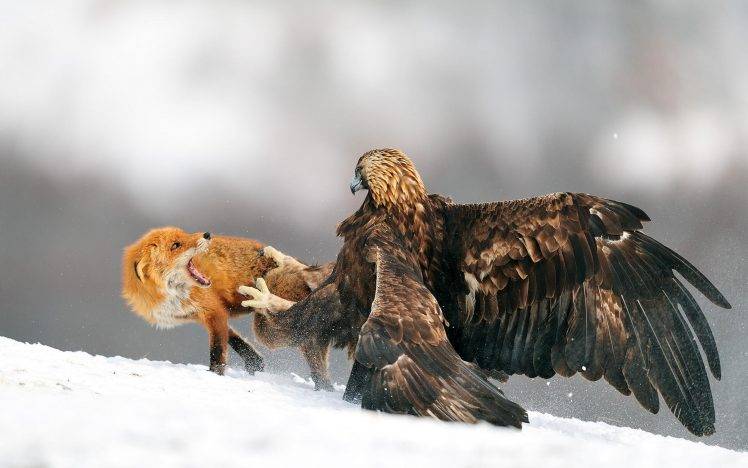 nature, Eagle, Fox, Snow, Fighting, Golden Eagles HD Wallpaper Desktop Background