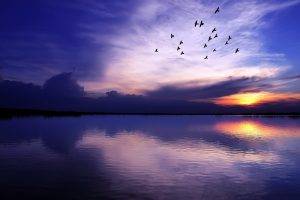 lake, Birds, Sunset, Sea