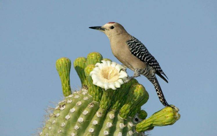 cactus, Flowers, Birds HD Wallpaper Desktop Background