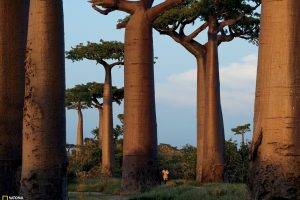 National Geographic, Trees, Madagascar