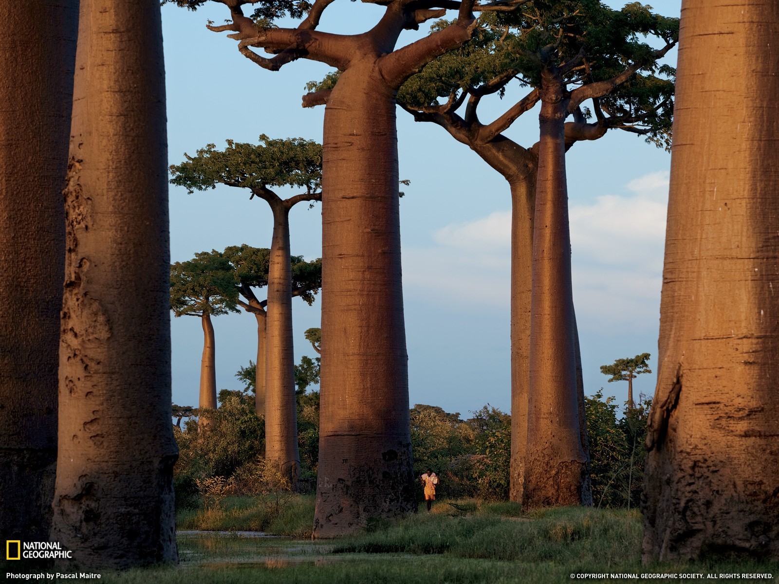 National Geographic, Trees, Madagascar Wallpaper