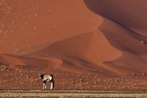 National Geographic, Desert, Sand, Dune, Animals