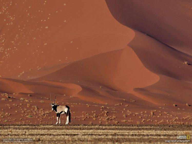 National Geographic, Desert, Sand, Dune, Animals HD Wallpaper Desktop Background