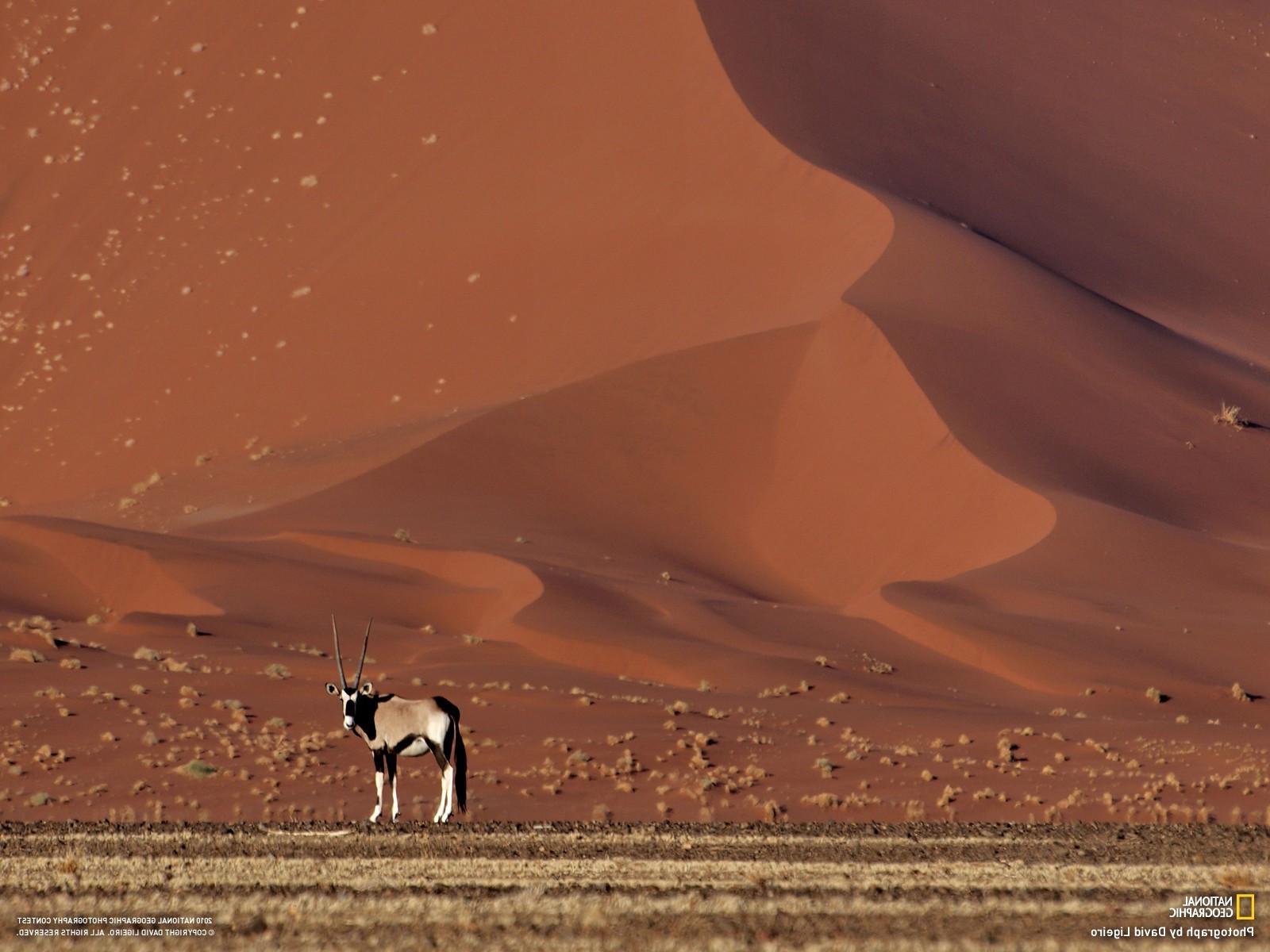 National Geographic, Desert, Sand, Dune, Animals Wallpaper