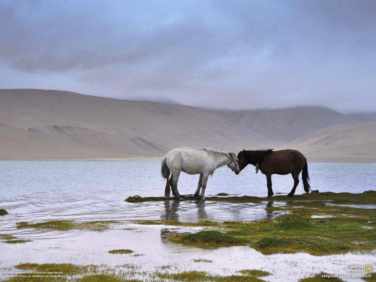 National Geographic, Horse, Animals HD Wallpaper Desktop Background