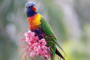birds, Flowers, National Geographic, Parrot