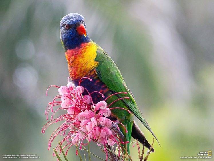 birds, Flowers, National Geographic, Parrot HD Wallpaper Desktop Background