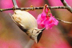 birds, Painting, Pink Flowers, Twigs, Upside Down, Titmouse